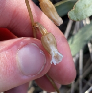 Gastrodia sesamoides at Tennent, ACT - 15 Dec 2022