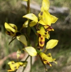 Diuris sulphurea (Tiger Orchid) at Tennent, ACT - 15 Dec 2022 by Ned_Johnston