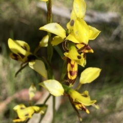 Diuris sulphurea (Tiger Orchid) at Tennent, ACT - 15 Dec 2022 by NedJohnston