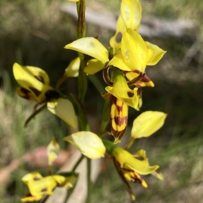Diuris sulphurea (Tiger Orchid) at Tennent, ACT - 15 Dec 2022 by NedJohnston