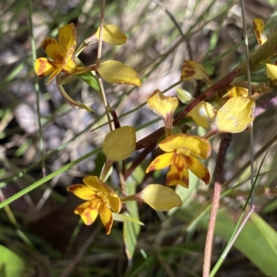 Diuris semilunulata (Late Leopard Orchid) at Tennent, ACT - 15 Dec 2022 by Ned_Johnston
