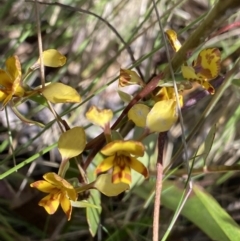 Diuris semilunulata at Tennent, ACT - 15 Dec 2022