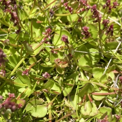 Gonocarpus micranthus subsp. micranthus (Creeping Raspwort) at Tennent, ACT - 15 Dec 2022 by NedJohnston
