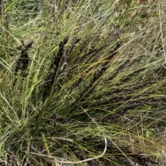 Gahnia subaequiglumis (Bog Saw-sedge) at Tennent, ACT - 15 Dec 2022 by NedJohnston