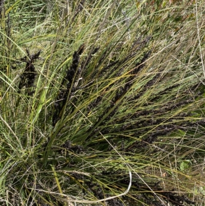 Gahnia subaequiglumis (Bog Saw-sedge) at Tennent, ACT - 15 Dec 2022 by NedJohnston