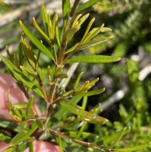 Logania granitica at Tharwa, ACT - 15 Dec 2022