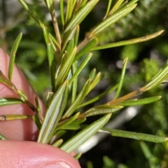 Logania granitica at Tharwa, ACT - 15 Dec 2022 02:33 PM