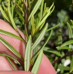 Logania granitica at Tharwa, ACT - 15 Dec 2022