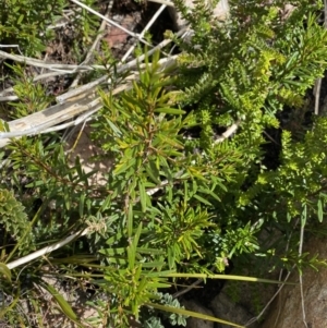 Logania granitica at Tharwa, ACT - 15 Dec 2022 02:33 PM