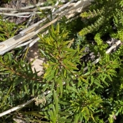 Logania granitica at Tharwa, ACT - 15 Dec 2022 02:33 PM