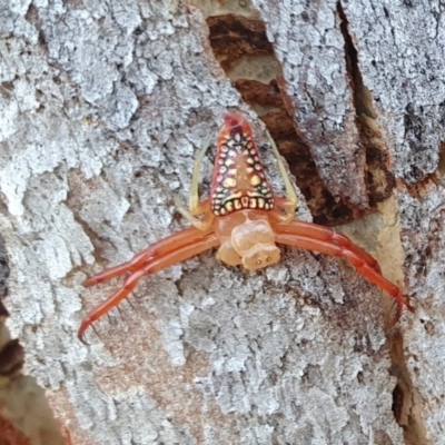 Arkys walckenaeri (Triangle spider) at Rugosa - 19 Dec 2022 by SenexRugosus