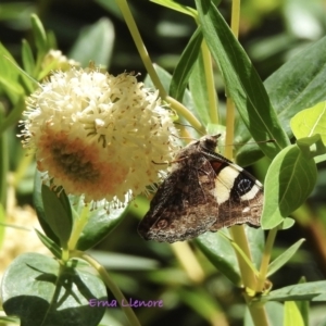 Vanessa itea at Bemboka, NSW - 4 Dec 2022 09:52 AM