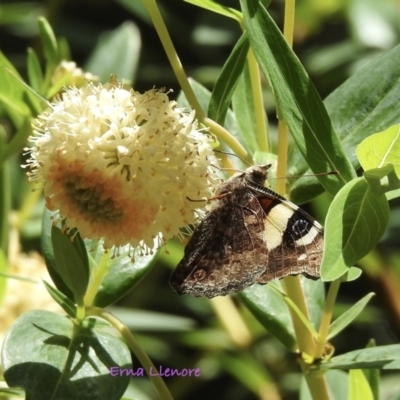 Vanessa itea (Yellow Admiral) at South East Forest National Park - 3 Dec 2022 by GlossyGal