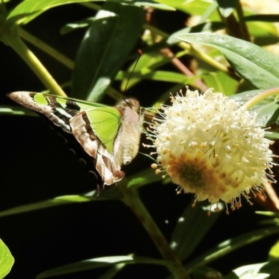 Graphium macleayanum (Macleay's Swallowtail) at South East Forest National Park - 4 Dec 2022 by GlossyGal