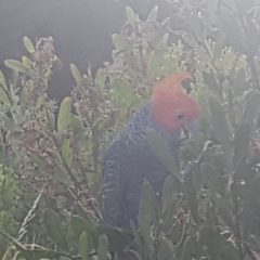 Callocephalon fimbriatum (Gang-gang Cockatoo) at Broulee Moruya Nature Observation Area - 19 Dec 2022 by Harrisi