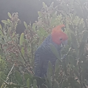 Callocephalon fimbriatum at Broulee, NSW - suppressed