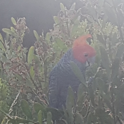 Callocephalon fimbriatum (Gang-gang Cockatoo) at Broulee, NSW - 19 Dec 2022 by Harrisi