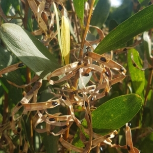 Callocephalon fimbriatum at Broulee, NSW - suppressed