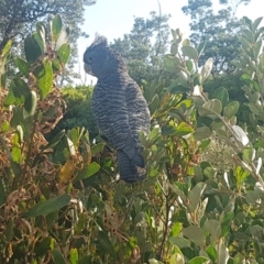 Callocephalon fimbriatum at Broulee, NSW - suppressed