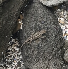 Amphibolurus muricatus (Jacky Lizard) at Broulee Moruya Nature Observation Area - 1 Dec 2022 by Tapirlord