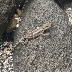 Amphibolurus muricatus at Broulee, NSW - 1 Dec 2022