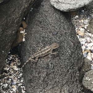 Amphibolurus muricatus at Broulee, NSW - 1 Dec 2022