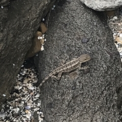 Amphibolurus muricatus at Broulee, NSW - 1 Dec 2022