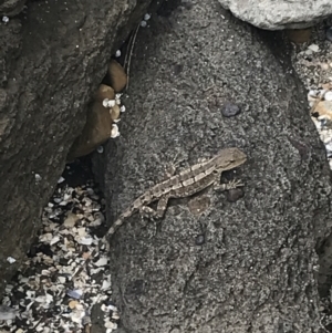 Amphibolurus muricatus at Broulee, NSW - 1 Dec 2022