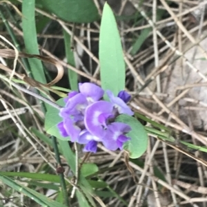 Glycine tabacina at Broulee, NSW - 1 Dec 2022