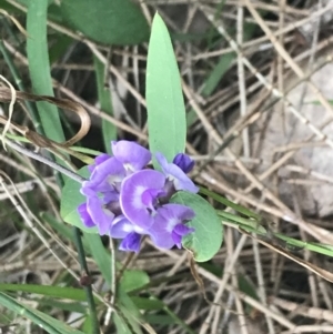 Glycine tabacina at Broulee, NSW - 1 Dec 2022