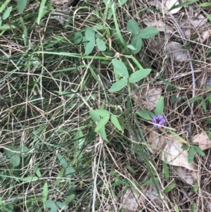 Glycine tabacina at Broulee, NSW - 1 Dec 2022