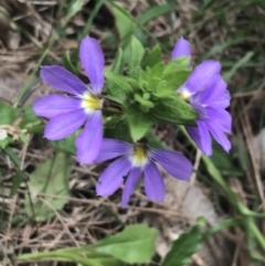 Scaevola aemula (Common Fan-flower) at Broulee Island Nature Reserve - 1 Dec 2022 by Tapirlord