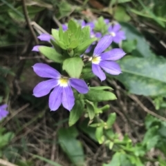 Scaevola aemula at Broulee, NSW - 1 Dec 2022 05:00 PM