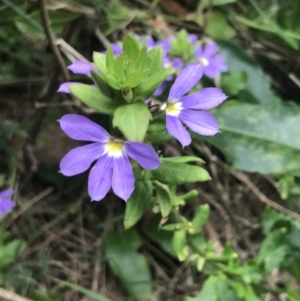 Scaevola aemula at Broulee, NSW - 1 Dec 2022 05:00 PM