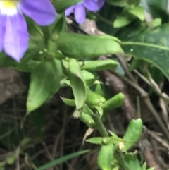 Scaevola aemula at Broulee, NSW - 1 Dec 2022 05:00 PM