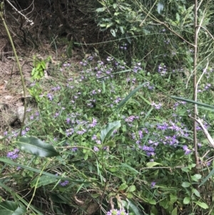 Scaevola aemula at Broulee, NSW - 1 Dec 2022 05:00 PM