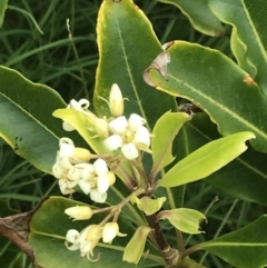 Pittosporum undulatum (sweet pittosporum) at Broulee Island Nature Reserve - 1 Dec 2022 by Tapirlord
