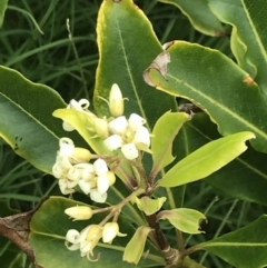 Pittosporum undulatum (Sweet Pittosporum) at Batemans Marine Park - 1 Dec 2022 by Tapirlord