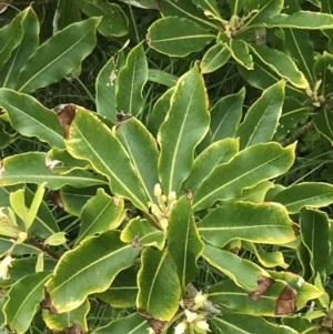 Pittosporum undulatum at Broulee, NSW - 1 Dec 2022