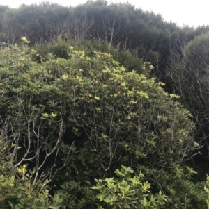 Pittosporum undulatum at Broulee, NSW - 1 Dec 2022