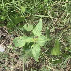 Urtica incisa at Broulee, NSW - 1 Dec 2022