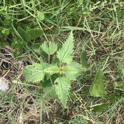 Urtica incisa (Stinging Nettle) at Broulee Island Nature Reserve - 1 Dec 2022 by Tapirlord