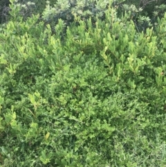 Rhagodia candolleana subsp. candolleana (Seaberry Saltbush) at Broulee Island Nature Reserve - 1 Dec 2022 by Tapirlord