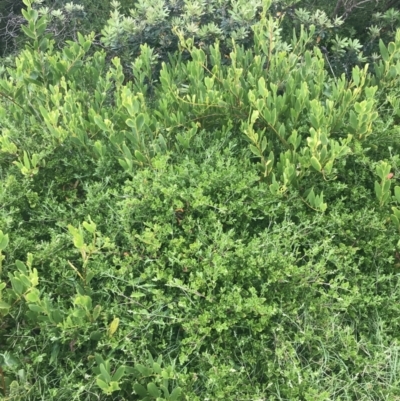 Rhagodia candolleana subsp. candolleana (Seaberry Saltbush) at Batemans Marine Park - 1 Dec 2022 by Tapirlord