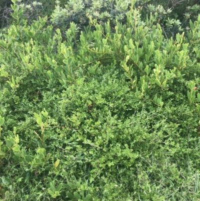 Rhagodia candolleana subsp. candolleana (Seaberry Saltbush) at Broulee, NSW - 1 Dec 2022 by Tapirlord