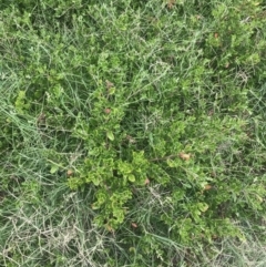 Rhagodia candolleana subsp. candolleana at Broulee, NSW - 1 Dec 2022
