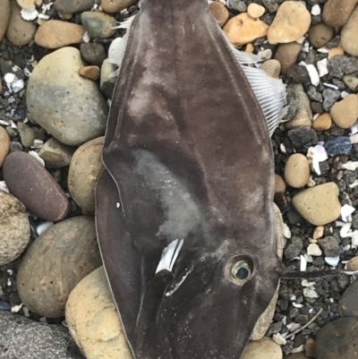 Eubalichthys bucephalus (Black Reef Leatherjacket) at Broulee, NSW - 1 Dec 2022 by Tapirlord