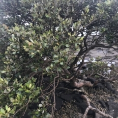 Avicennia marina subsp. australasica (Grey Mangrove) at Batemans Marine Park - 1 Dec 2022 by Tapirlord