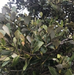 Avicennia marina subsp. australasica at Broulee, NSW - 1 Dec 2022