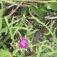 Centaurea calcitrapa (Star Thistle) at Broulee, NSW - 1 Dec 2022 by Tapirlord